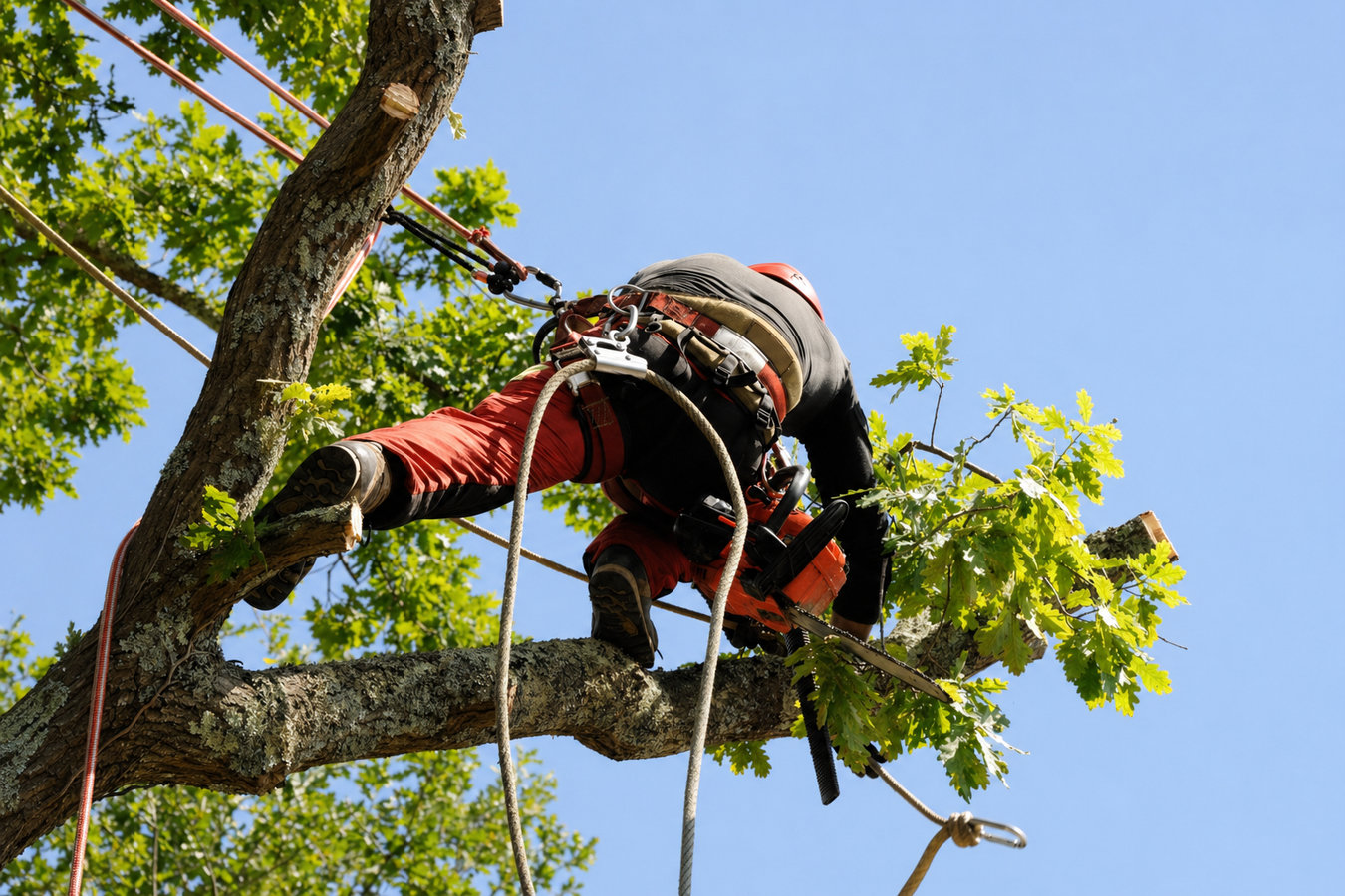 Tree Service services in Santa Rosa