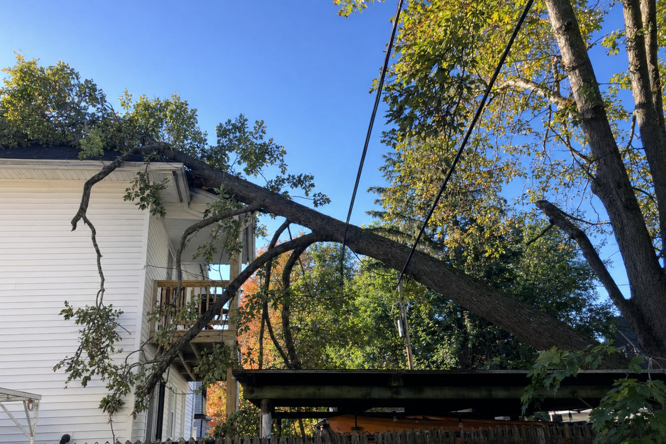 Tree Service services in Novato