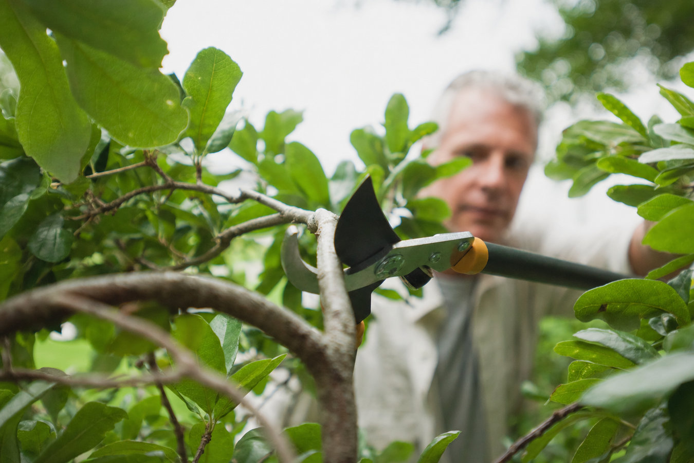 Tree Service services in Sonoma