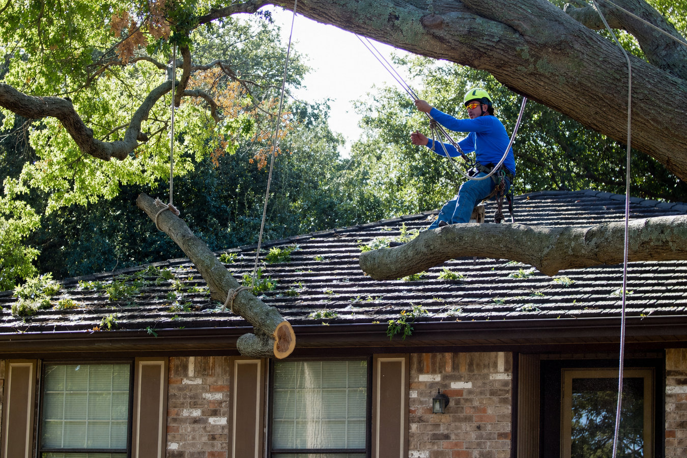 Tree Removal in Rohnert Park, CA