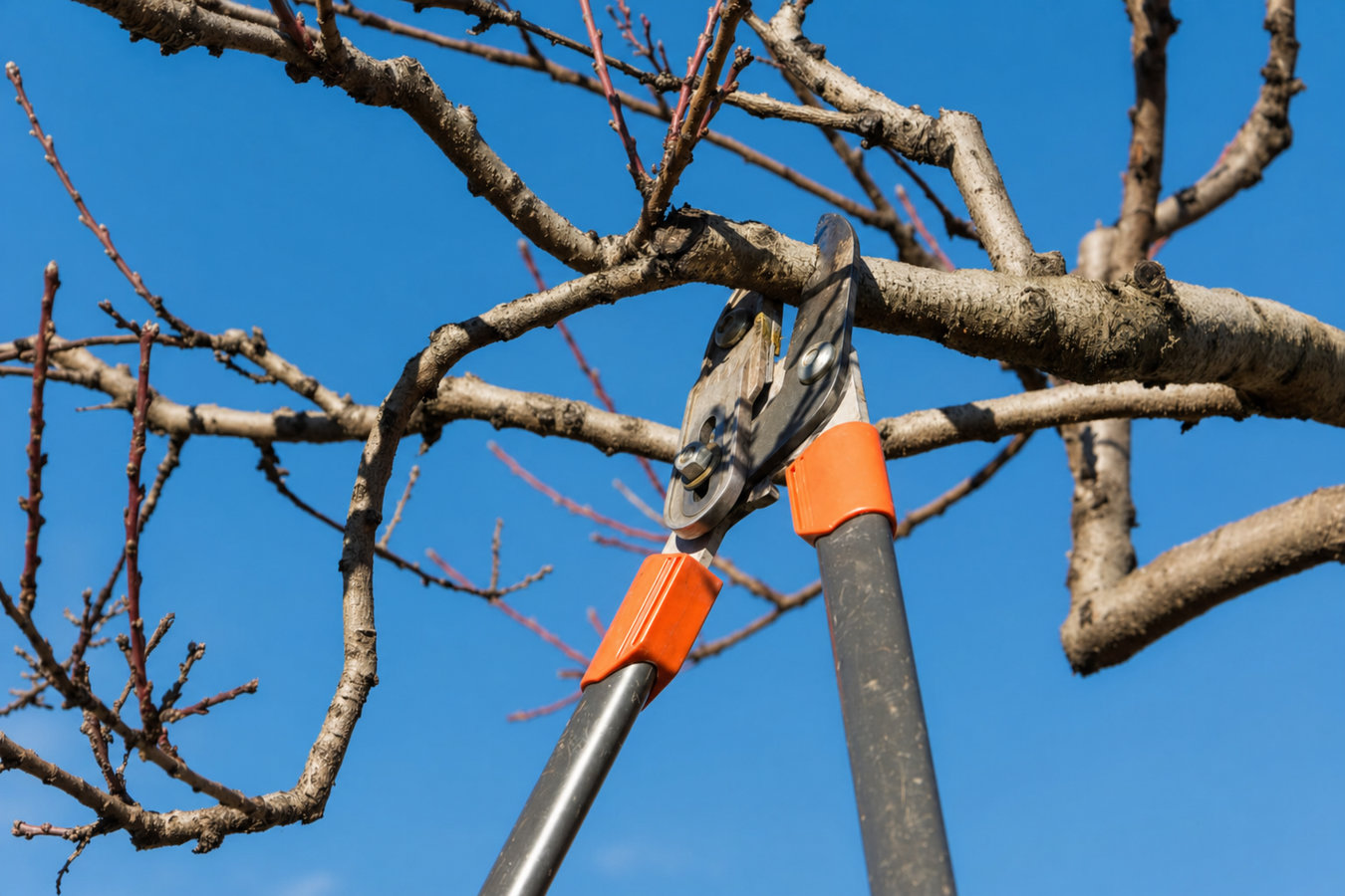 Tree Service services in Cotati